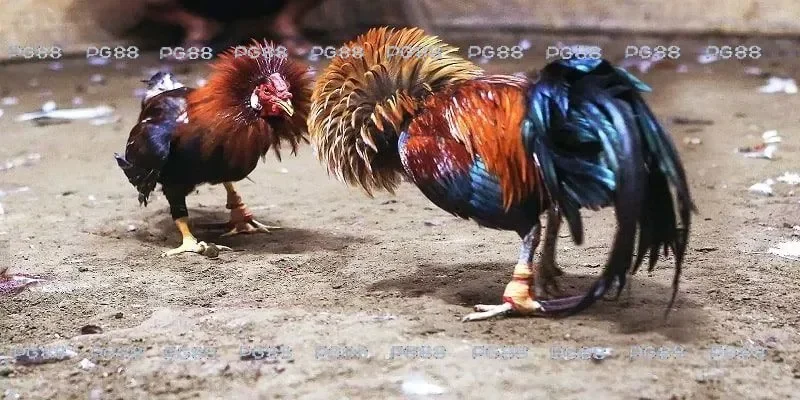 đá gà thomo c2